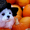 photo puppy.png