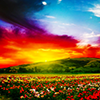 photo boldcolors.png