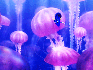 photo boingboing.gif