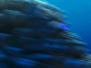 photo ishegone.gif