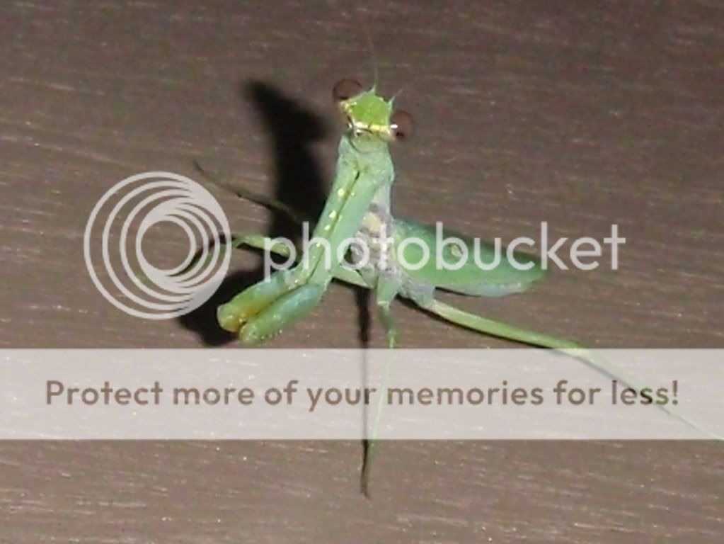 praying mantis animals insects close ups